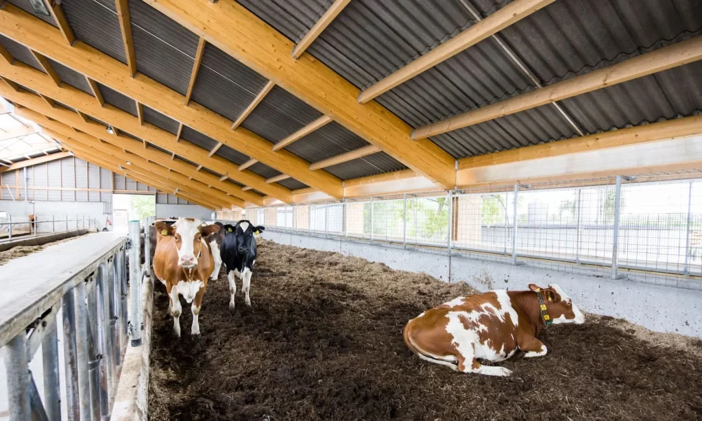 Nieuwe biologische rundveestal met houten spanten – familie Klunder