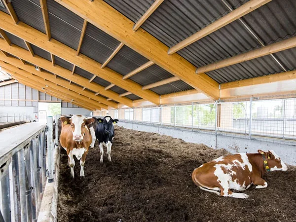 Biologische rundveestal familie Klunder